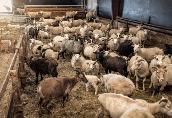 Στιγμιότυπο οθόνης 2026-01-23 121900